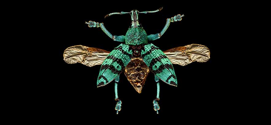 Insekten im Museum