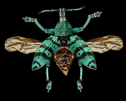 Insekten im Museum