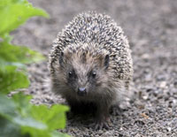 NABU Igel