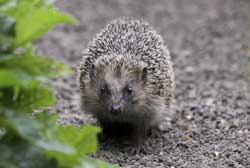 NABU Igel 3494